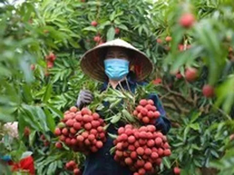 Giá vải thiều tăng gấp ba ngay đầu vụ