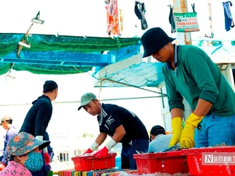 Cảng cá Đại An vào vụ, nhịp biển rộn ràng ngày trở gió