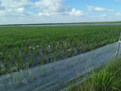 Mô hình trồng lúa quen thuộc ở Việt Nam sang Cuba lại "gây sốt": Bất ngờ từ "đội quân" 2 chân