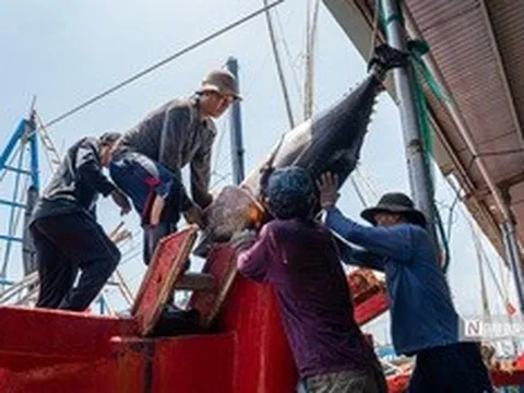 Ngư dân trúng lớn cá ngừ đại dương, có con nặng hơn 1 tạ