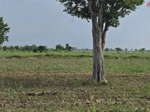 Người đàn ông 45 tuổi bị sét đánh tử vong trên cánh đồng mía: Xót xa hoàn cảnh nạn nhân