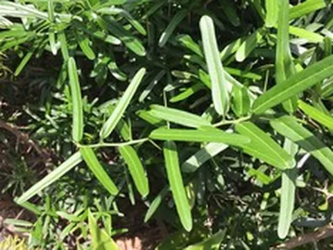 Ngỡ là cây dại ven đường, ai ngờ phần rễ bán tới 10 triệu/kg, vẫn có người mua