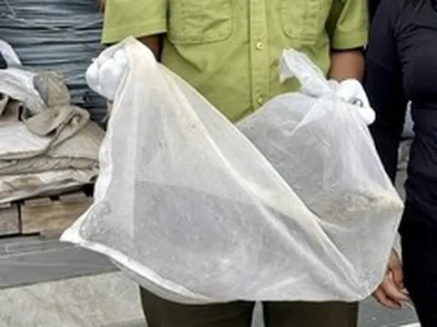 “Vị khách lạ” nặng 5kg đi lạc vào khu dân cư khiến hàng trăm người kéo tới xem