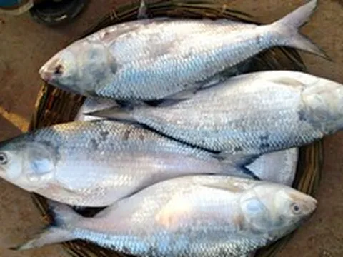 Loài cá "quý như vàng sống", có tiền cũng khó mua