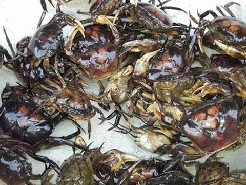 Cua đồng – món ăn dân dã quen thuộc ngày hè tốt cho xương