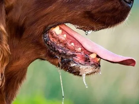 Bị chó dại cắn, không tiêm phòng, người đàn ông 69 tuổi tử vong