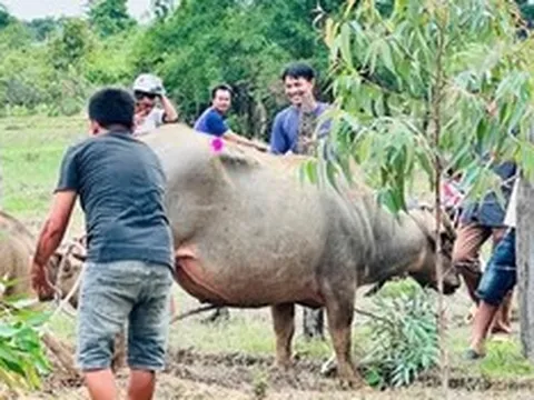 Khống chế trâu "điên" ở Đắk Lắk húc 4 người nhập viện