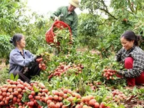 Vải thiều giữ giá cao, tiêu thụ thuận lợi