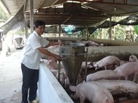 Người nuôi heo lãi lớn