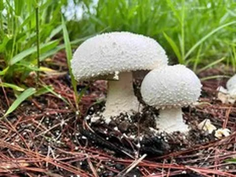 Hái cây "lạ" đẹp mắt về ăn, người đàn ông tử vong