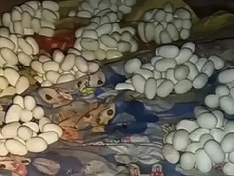 Mở cửa căn phòng trống, nam thanh niên chứng kiến cảnh tượng "không thể tin nổi"