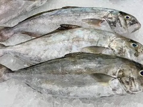Loài cá nghe tên "ngượng đỏ mặt" - Đặc sản độc đáo bổ dưỡng với giá đắt đỏ vẫn được "săn lùng"