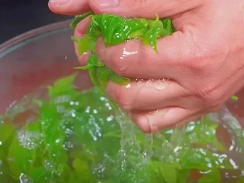 Ăn một nắm rau này, quý như "nhân sâm của người nghèo" ít ai ngờ tới