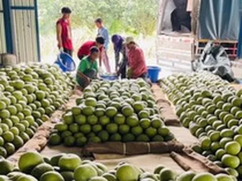 Sau sầu riêng, Thái Lan quyết tâm làm giàu với loại quả Việt Nam đang trồng rất nhiều: Được mùa được giá, Trung Quốc cực ưa chuộng