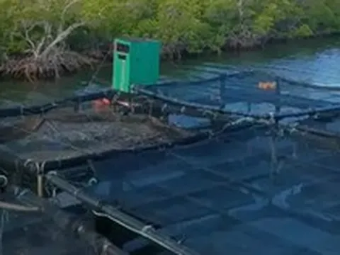 Việt Nam mang kỹ thuật nuôi một loại ‘siêu thực phẩm' sang Cuba, 1,5 năm sau đón kết quả bất ngờ