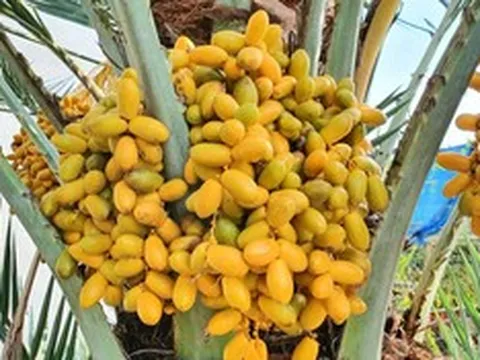Quả chà là ngọt thơm, giàu dưỡng chất: 5 nhóm người nên ăn để nhận trọn lợi ích