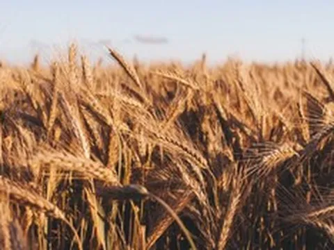Giá lương thực thế giới "nóng" trở lại, cao nhất gần 4 năm
