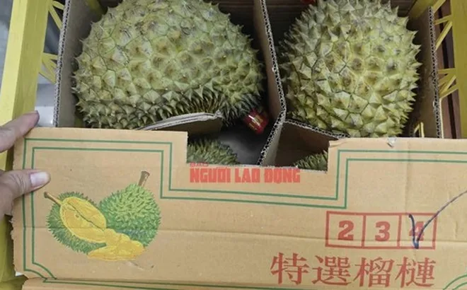 Sầu riêng quay đầu từ Trung Quốc sẽ phải kiểm vàng O trước khi tiêu thụ