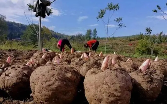 Loại củ dại “độc toàn thân”, người Việt không ai ngó trời Tây bán "hái ra tiền"