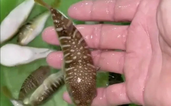 3 người nhập viện, Bộ Y tế khuyến cáo tuyệt đối không sử dụng cá nóc làm thực phẩm