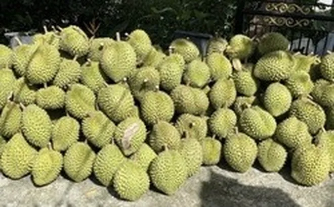 Giá sầu riêng Ri6 rơi tự do, nông dân đứng ngồi không yên