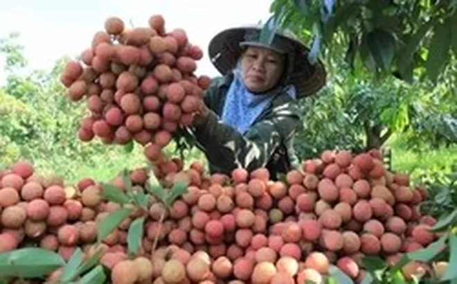 Nghịch lý mùa vải năm nay