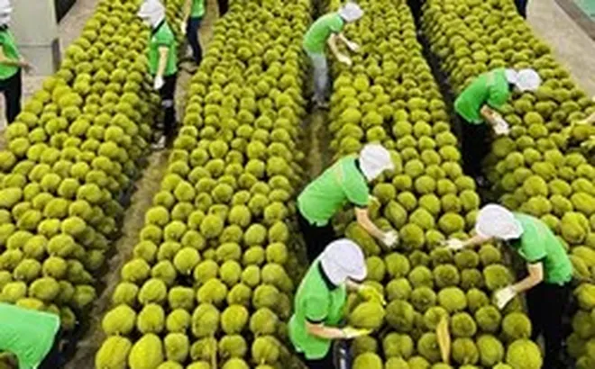 Ấn Độ mở cửa, sầu riêng Việt có cơ hội cán mốc 5 tỷ USD/năm